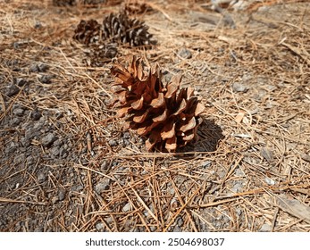 Dried pine cones fall to the ground, autumn,