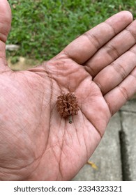 Dried pine cones fall from the tree