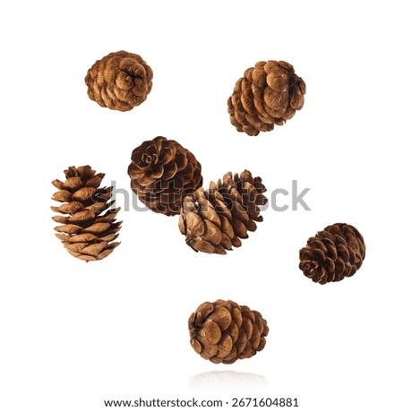 Dried pine cones falling in the air isolated on white background