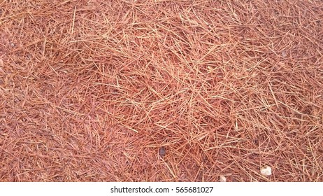 Dried pine leaves