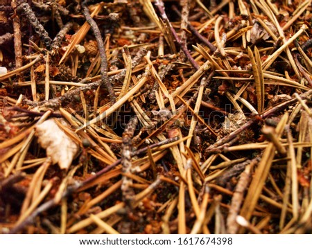 Dried pine thorns fallen on forest floor close up 