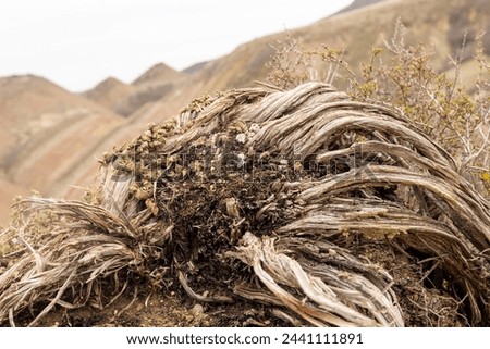 Dried plant against the background of mountains near David Gareji monastery.