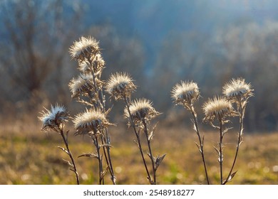 Dried plant Carlina vulgaris (carline thistle) close-up in a wild field - Powered by Shutterstock