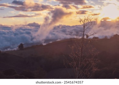 Dried plant and cloudy mountain during sunset - Powered by Shutterstock