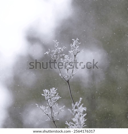 Similar – Image, Stock Photo Hoarfrost covered dried up garden plant