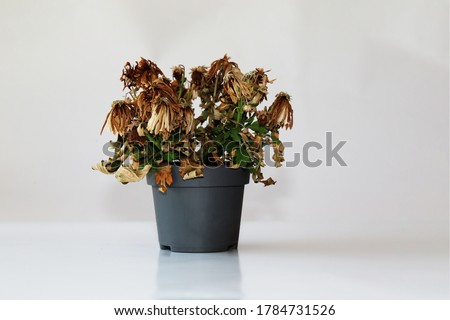 Dried plant in a pot on a gray background. The flower wilted in the pot. The indoor flower is dry. Close-up view.
