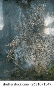 dried plants between two layers of dity glass                                   