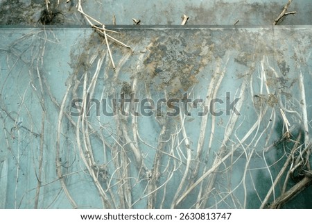 dried plants between two layers of dity glass                               
