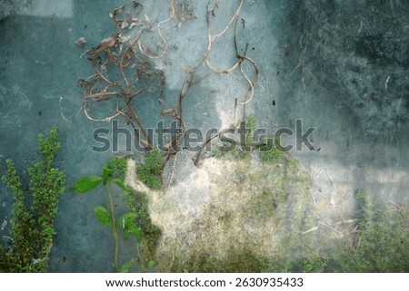 dried plants between two layers of dity glass                                