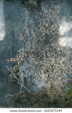 dried plants between two layers of dity glass                                   