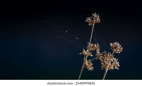 DRIED PLANTS WITH SPIDER WEB ON A DARK BACKGROUND - Powered by Shutterstock