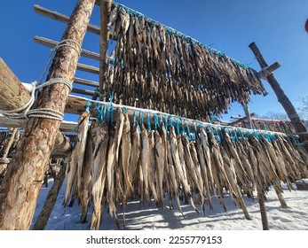 Dried Pollack drying place in korea - Shutterstock ID 2255779153