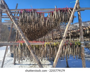 Dried Pollack drying place in korea - Shutterstock ID 2255779179