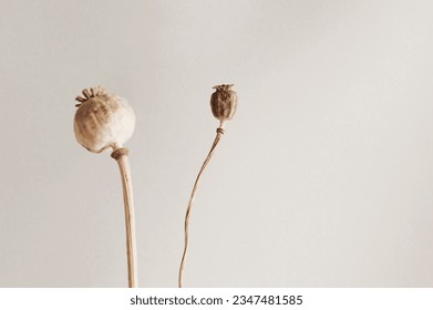 Dried poppy heads with stem isolated on white background. Floral card. Botanical aesthetic poster - Powered by Shutterstock