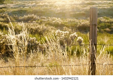 Dried Prairie Grass Close Up