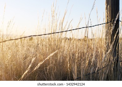 Dried Prairie Grass Close Up