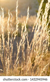 Dried Prairie Grass Close Up