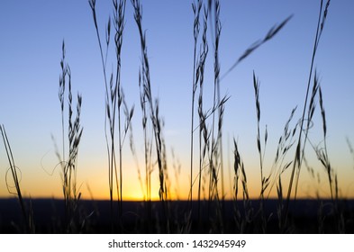 Dried Prairie Grass Close Up