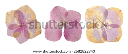 Dried and pressed hydrangea flowers isolated on white, set