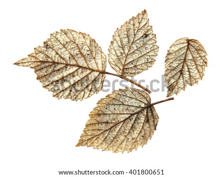dried pressed silver leaf of raspberry, isolated element
