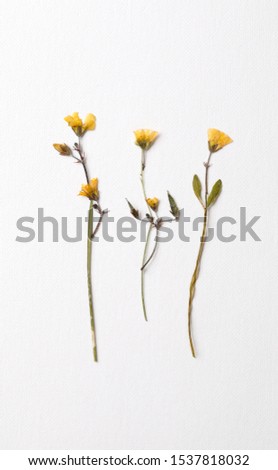 Dried pressed three yellow wild flower