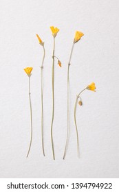 Dried Pressed Yellow Flowers Arrangement