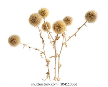 Dried prickly plant isolated on the white