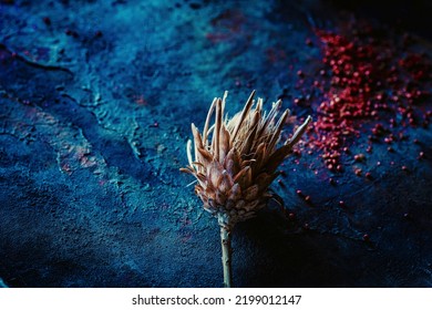 Dried Protea Plant On Blue Rustic  Background