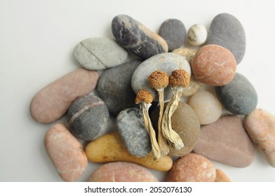 Dried Psilocybe Cubensis Psilocybin Mushrooms and sea pebbles on white background, flat lay. Magic shrooms Golden Teacher. Psychedelic inspiration. Natural herbal therapy. Spiritual experience.