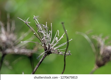 Dried Queen Anne's Lace