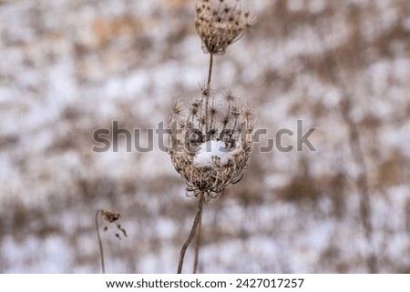 Dried Queen Anne's Lace, flower, weed, cup of snow, against snow and brown background, sunlight, winter. 