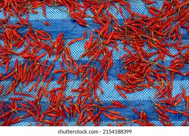 Dried Red Chili On Blue-white Plastic Sheet, Countryside Way.