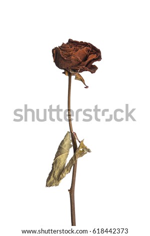 Dried Red Rose on White Background, sad valentine
