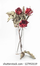 Dried Red roses on a white background.