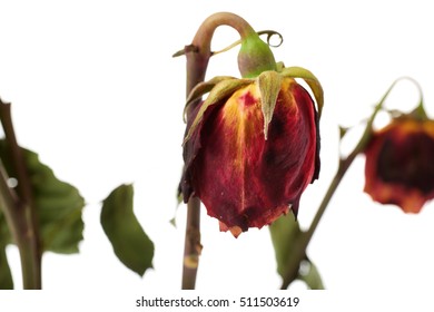 Dried red roses over the white isolated background