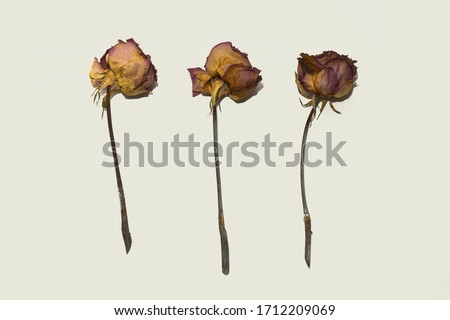 Dried red roses and petal on white background. Top View of Beautiful petal. Macro Studio Shot with Real Shadow.
