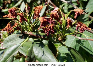 Dried Rhododendron Flowers In The Garden