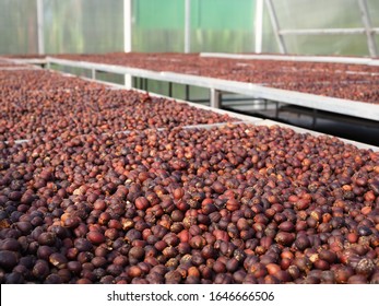 Dried Robusta Coffee Cherry. Greenhouse Solar Drying System. Drying Coffee Bean. Coffee Solar Drying Plant Greenhouse. Dry / Natural Process.