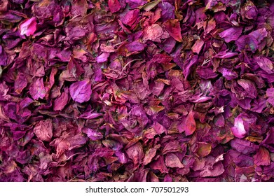 Dried Rose