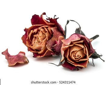 dried rose flower head isolated on white background cutout