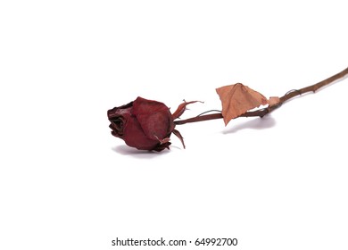 A dried rose flower isolated on a white background