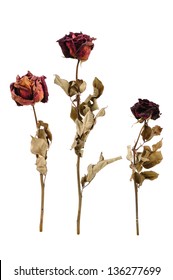 dried rose flower with dried leafs isolated