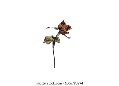 a dried rose isolated on a white colored background. with Clipping Part