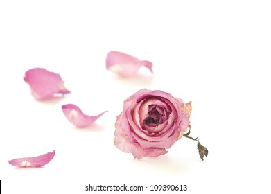 Dried Rose Isolated On White