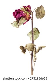 Dried Rose Isolated On White Background, Dead Flower