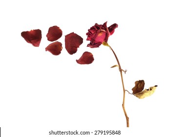 Dried rose isolated on white