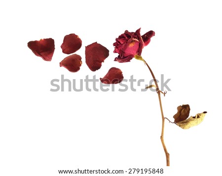 Dried rose isolated on white