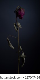 dried rose on dark background