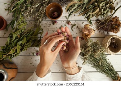 dried rosebuds in women's palms bunches of dried medicinal herbs, collection of medicinal herbs on a white wooden table, herbal medicine