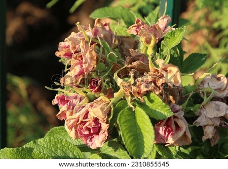 dried rosehip flowers in a bush, hot summer